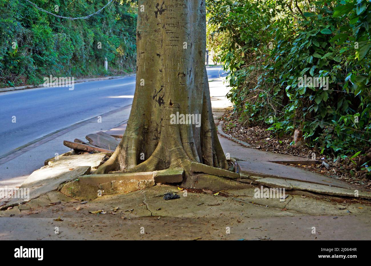 Radici dell'albero che rompono il marciapiede, Rio de Janeiro Foto Stock