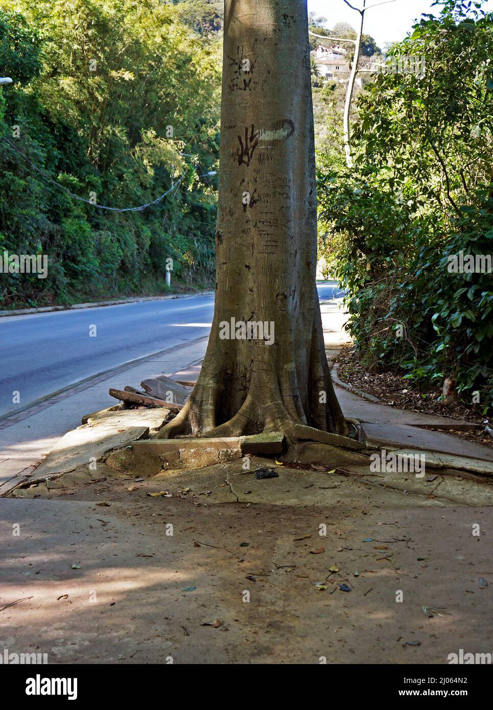 Radici dell'albero che rompono il marciapiede, Rio de Janeiro Foto Stock