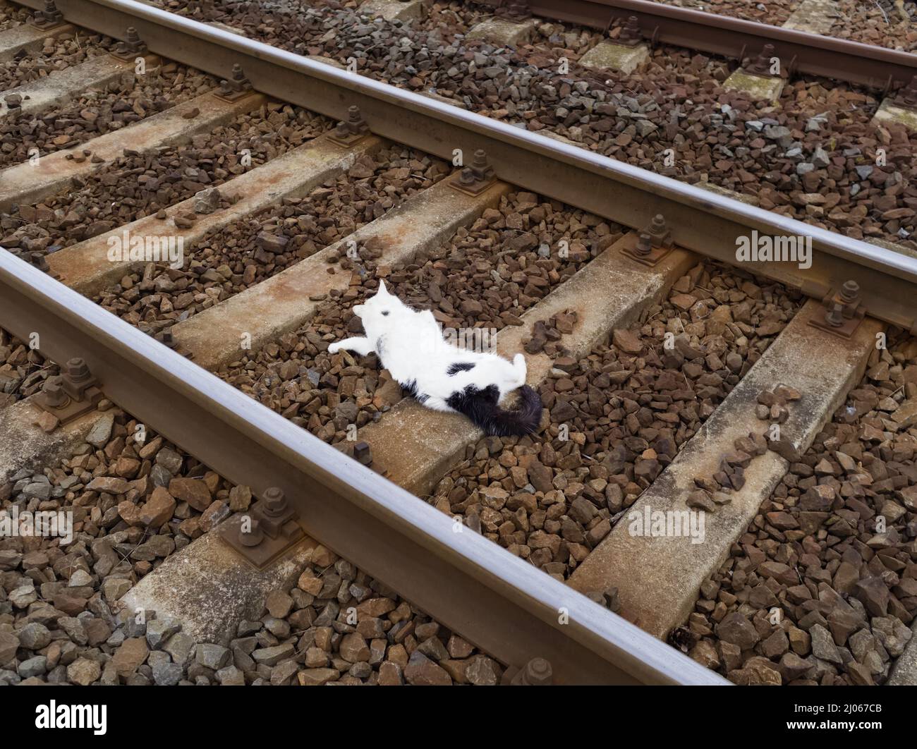 White Dead Cat sui binari ferroviari colpiti dal treno Foto Stock
