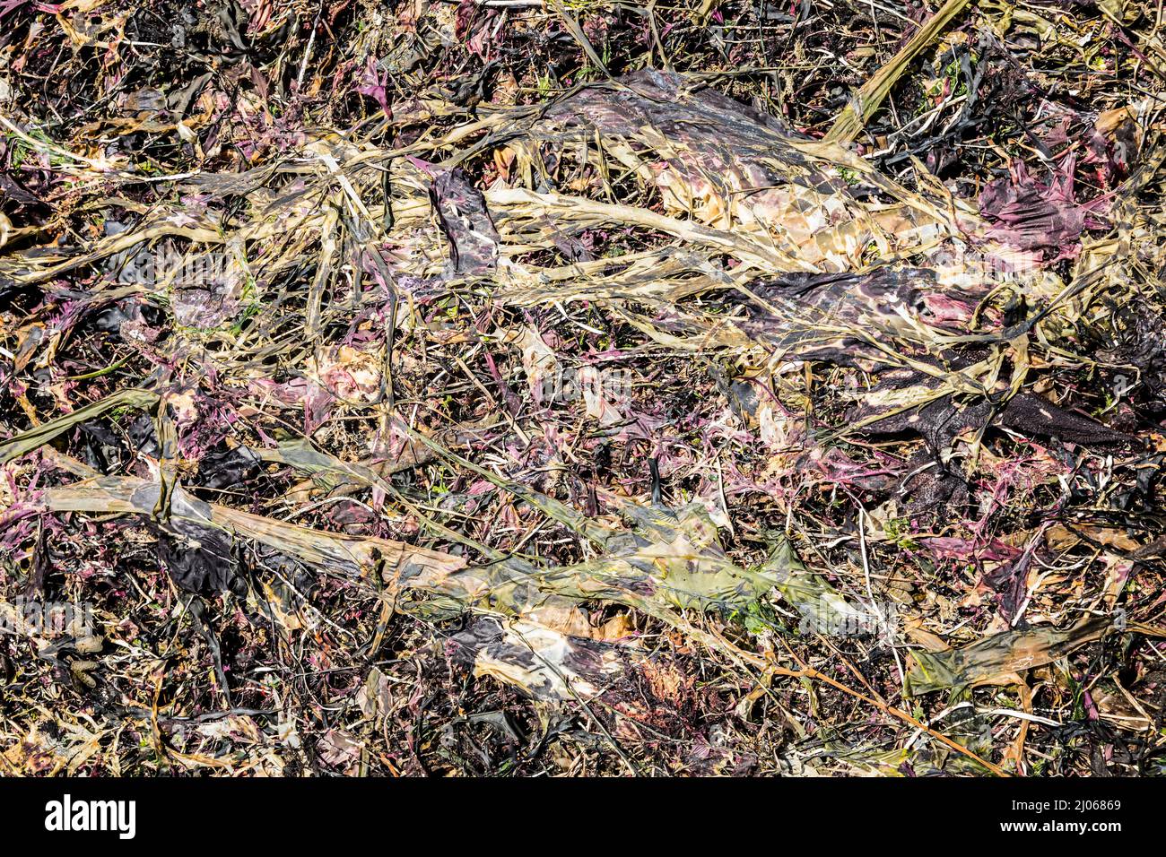 Alghe marine, kelp e altre piante marine si asciugano al sole su Toleak Point sulla costa olimpica di Washington, Olympic National Park e Mari Foto Stock
