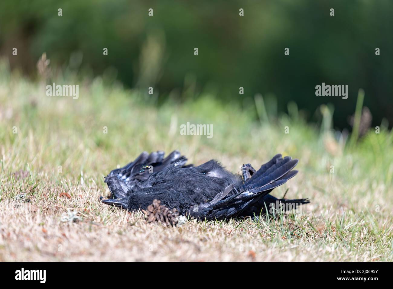 corvo morto che giace sul prato estivo asciutto Foto Stock