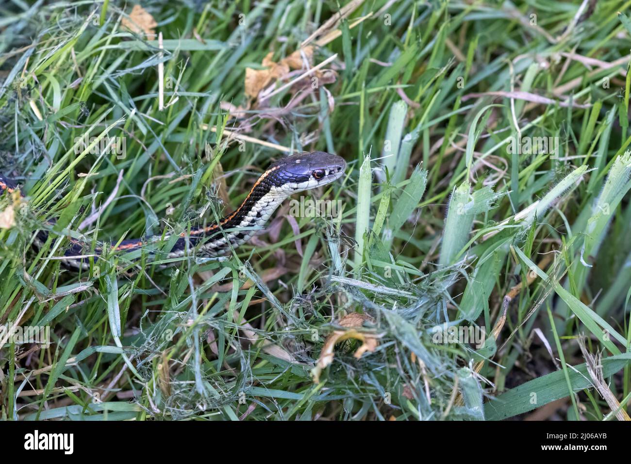 piccolo serpente a righe in alte erbe estive Foto Stock