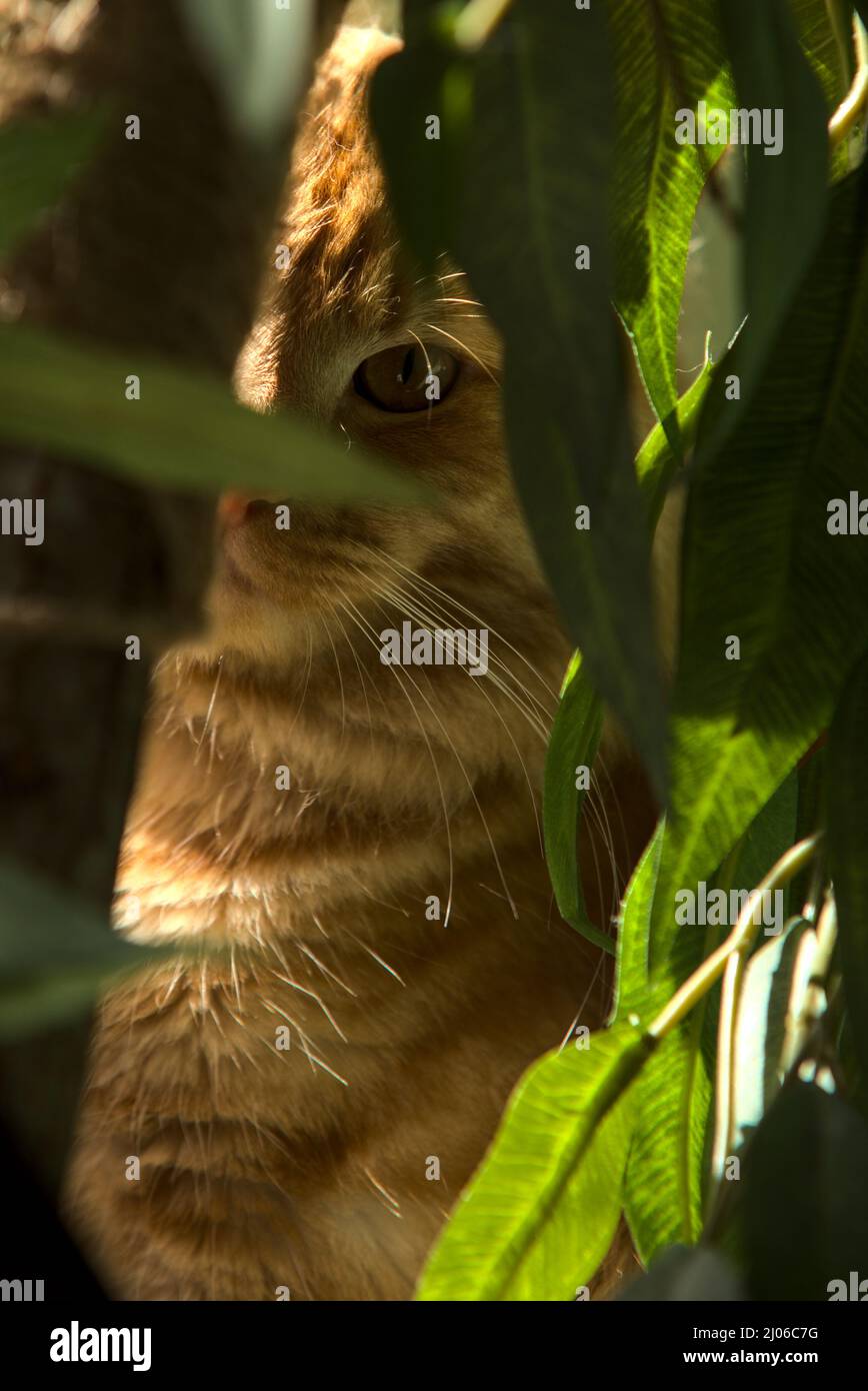 Gatto tabby guardando fuori attraverso foglie verdi e ramo Foto Stock