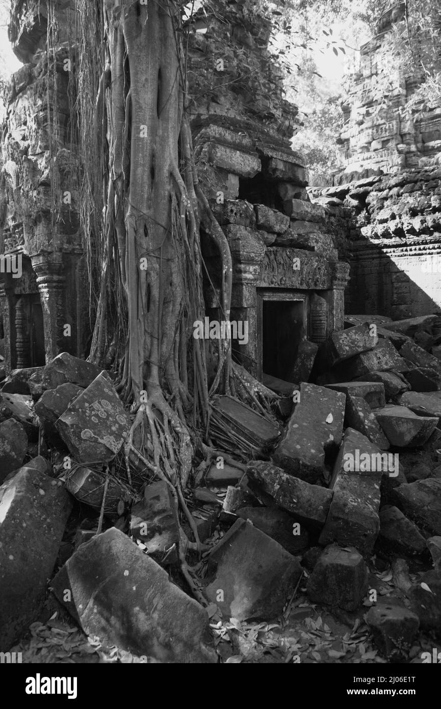 Radici di un albero gigante tra le rovine di Ta Prohm, Siem Reap, Cambogia (versione in bianco e nero). Foto Stock