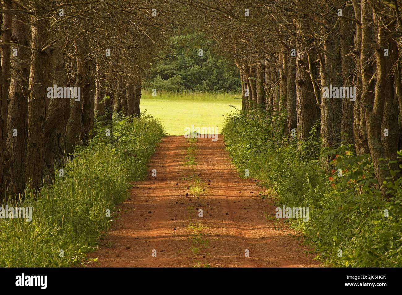 Canopie di alberi incorniciano molte strade e viuzze di campagna sull'Isola del Principe Edoardo, in particolare i percorsi più piccoli e meno frequentati in tutta la provincia. Foto Stock