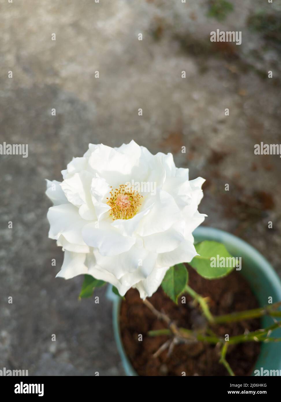 primo piano di vista di rosa bianca nel giardino, sfondo di fiori, carta da parati, presa in profondità di campo poco profonda con spazio copia Foto Stock