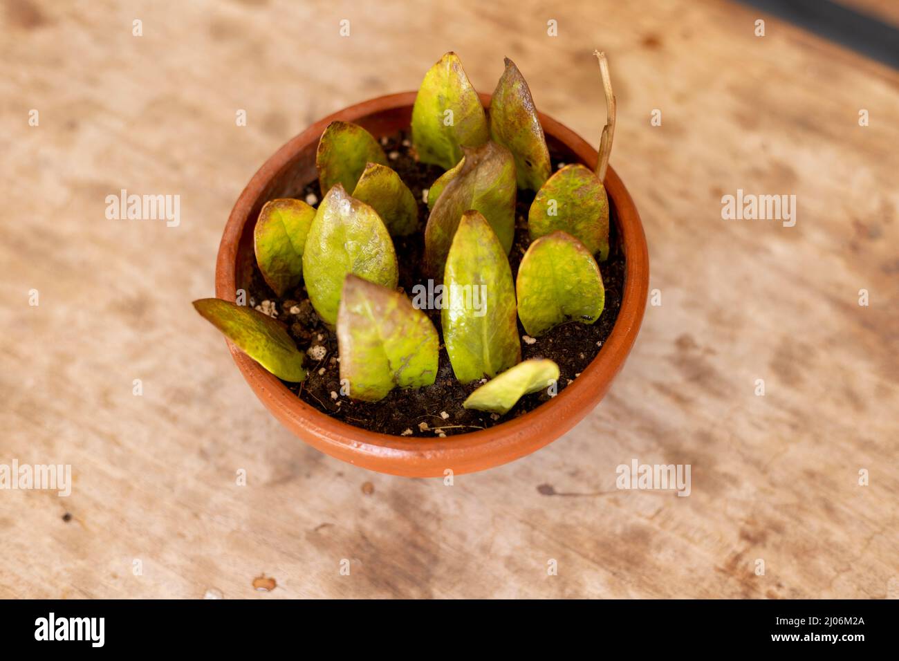 Propagare Zamioculcas zamiifolia pianta da una singola foglia Foto Stock