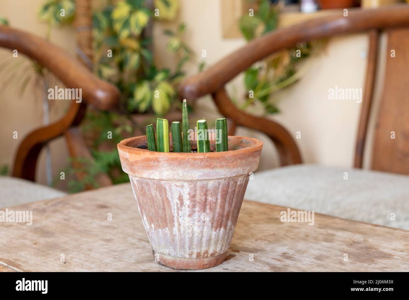 Coltivazione di piante di sansevieria cylindrica da talee Foto Stock