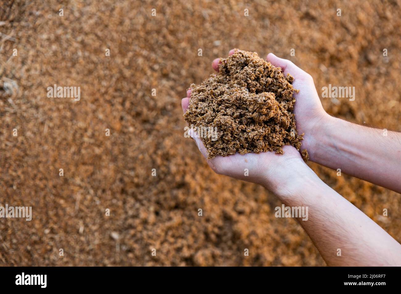 Mani maschili che tengono una manciata di bagasse di birra sullo sfondo di un grande mucchio. Spreco organico usato come feedstuff di bestiame Foto Stock