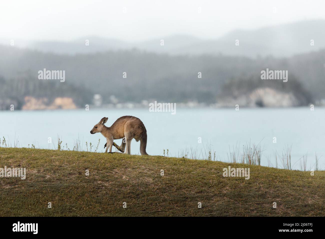 Canguro grigio orientale junior su una riva erbosa costiera Foto Stock