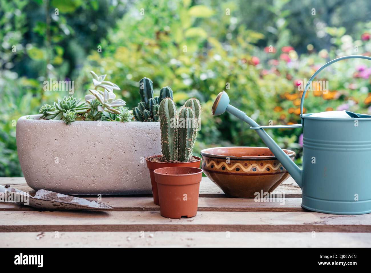 Attrezzi di giardinaggio per reputare i succulenti ed i cactuses nel giardino domestico Foto Stock