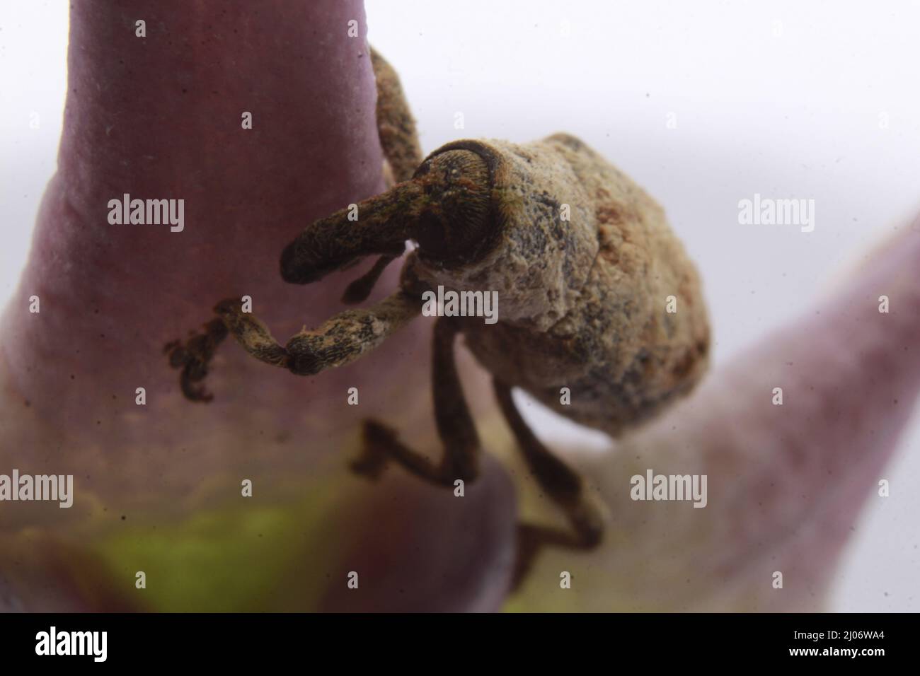 Macro primo piano di un Weevil (Lixus contavus) su un fiore rosa corona, Odisha, Bhadrak Foto Stock