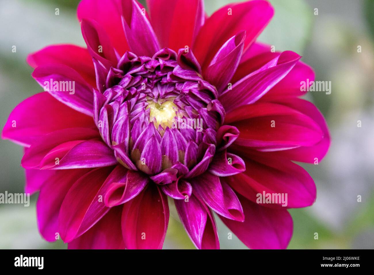 Dahlia rosso scuro violaceo isolato su uno sfondo sfocato Foto Stock