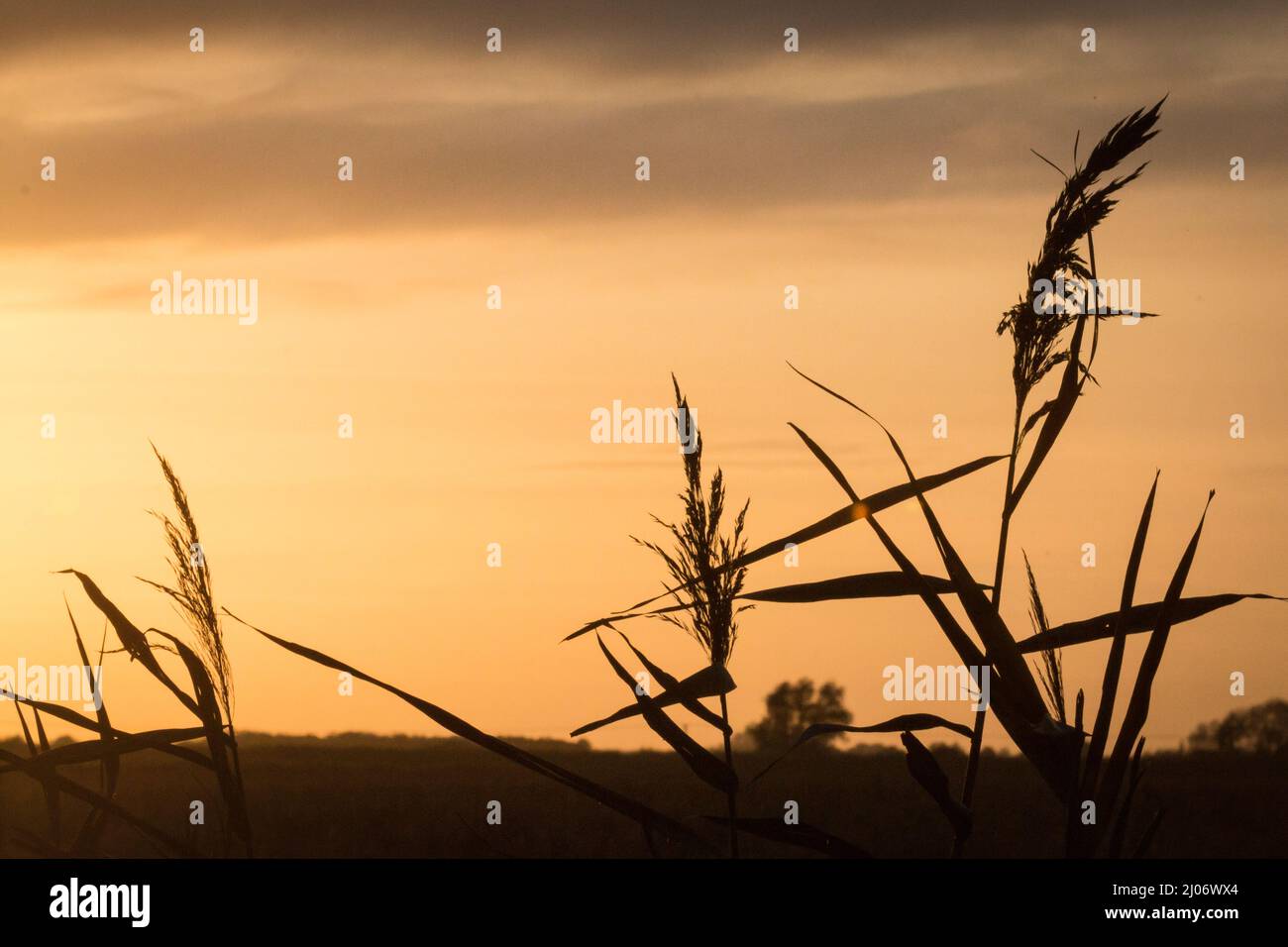 Il sole che scende dietro queste canne in un fenland Cambridgeshire mostra le ombre delle teste dei semi Foto Stock