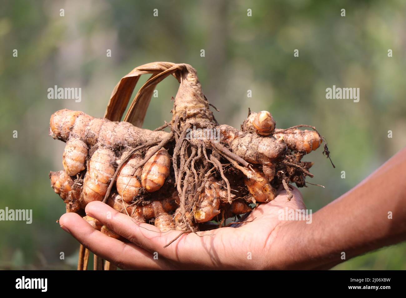Curcuma che è appena estratto dal suolo con pianta secca tenuta in mano, curcuma per la cura della pelle, medicina, e come un cibo colorazione Foto Stock