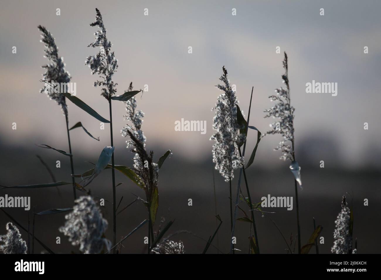 Immagine in bianco e nero del sole che tramonta le teste dei semi del fenland a Burwell in Cambridgeshire Foto Stock