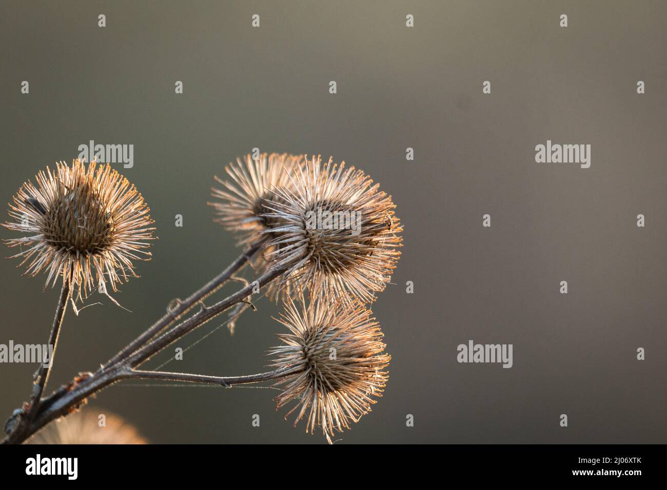 Le teste di seme di burdock più grandi catturano il sole d'inverno della mattina presto mentre si alza sopra il fen a Lakenheath, Suffolk Foto Stock