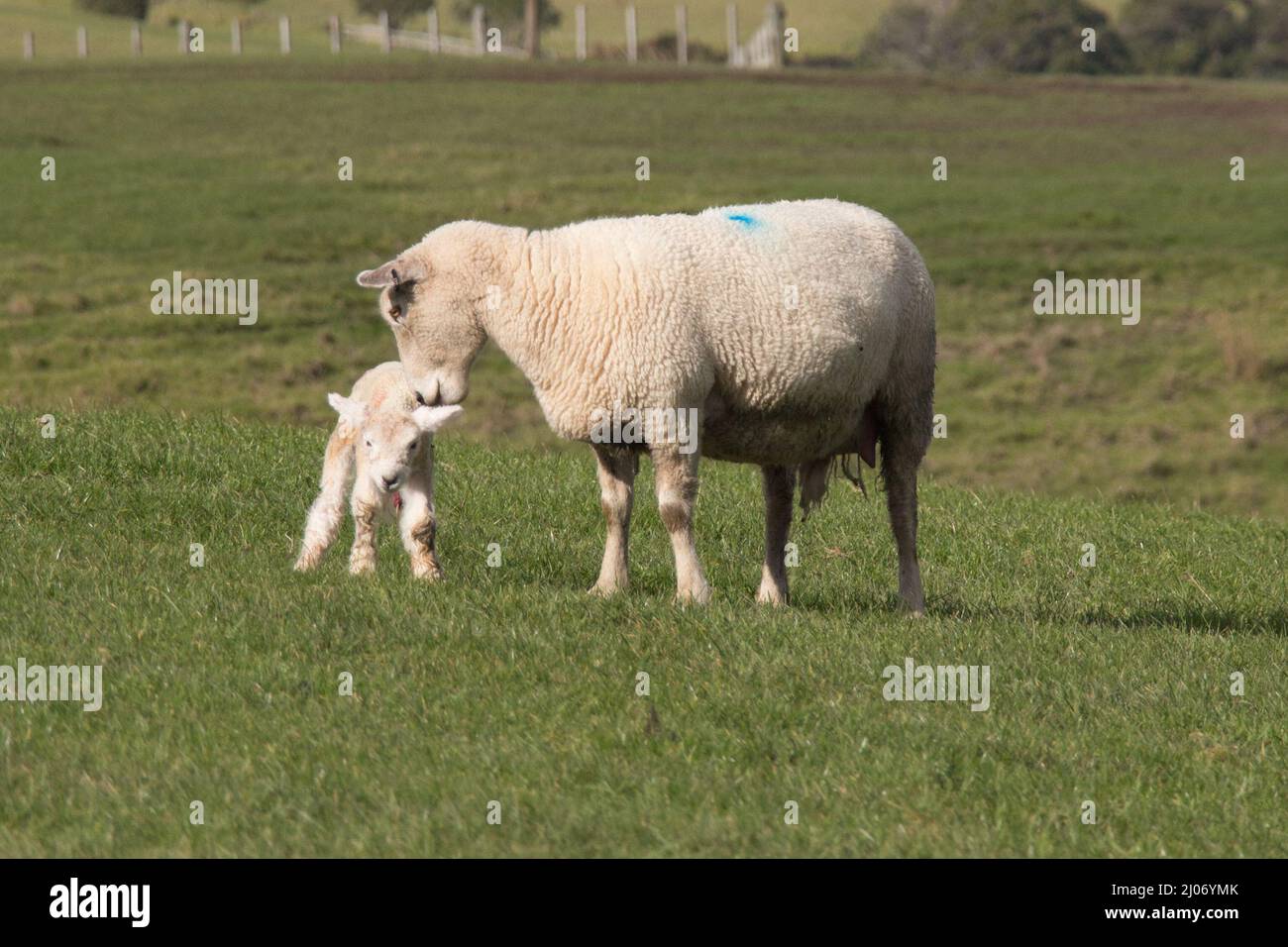 Vista ravvicinata delle pecore bianche e del suo neonato agnello su una collina verde di erba al Parco Regionale di Shakespear, Nuova Zelanda. Foto Stock