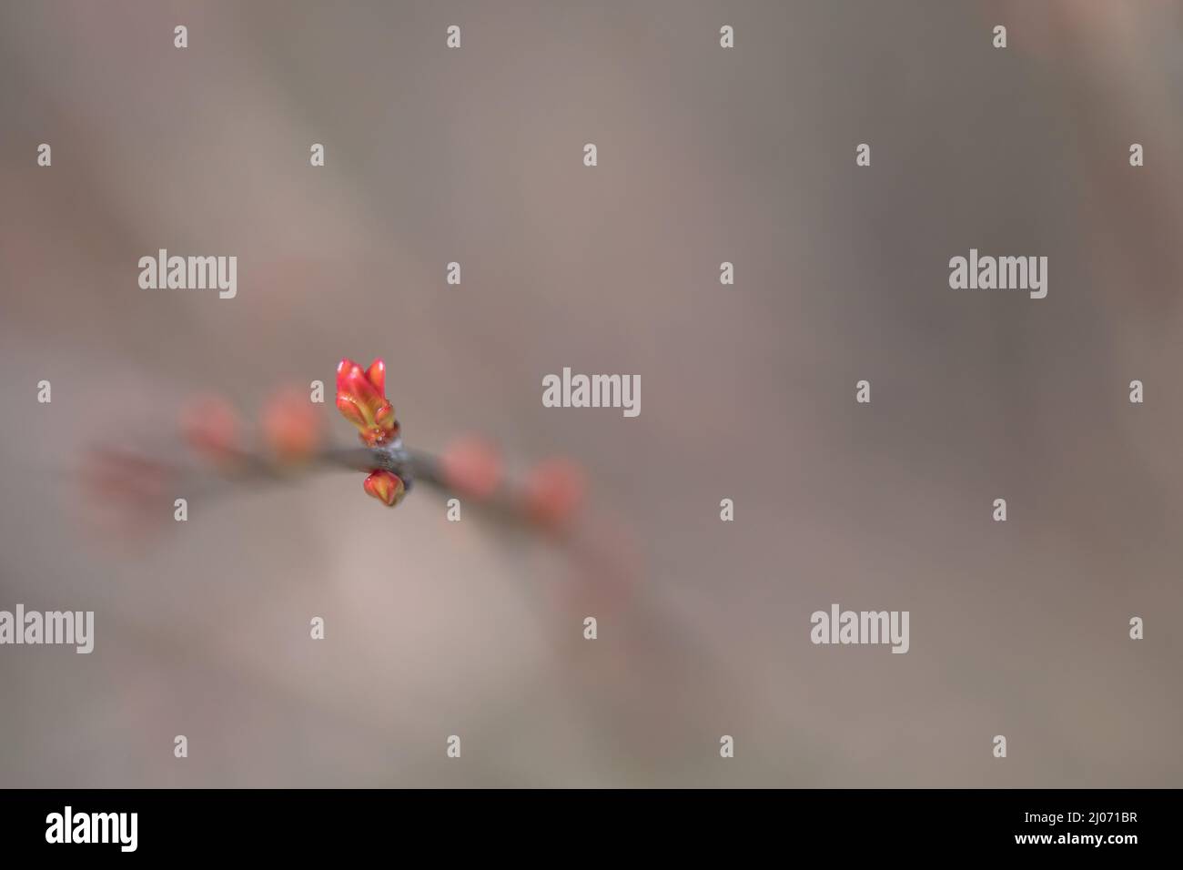 fondo con grano con foglia di melograno offerta. spazio per copia. abstract Foto Stock