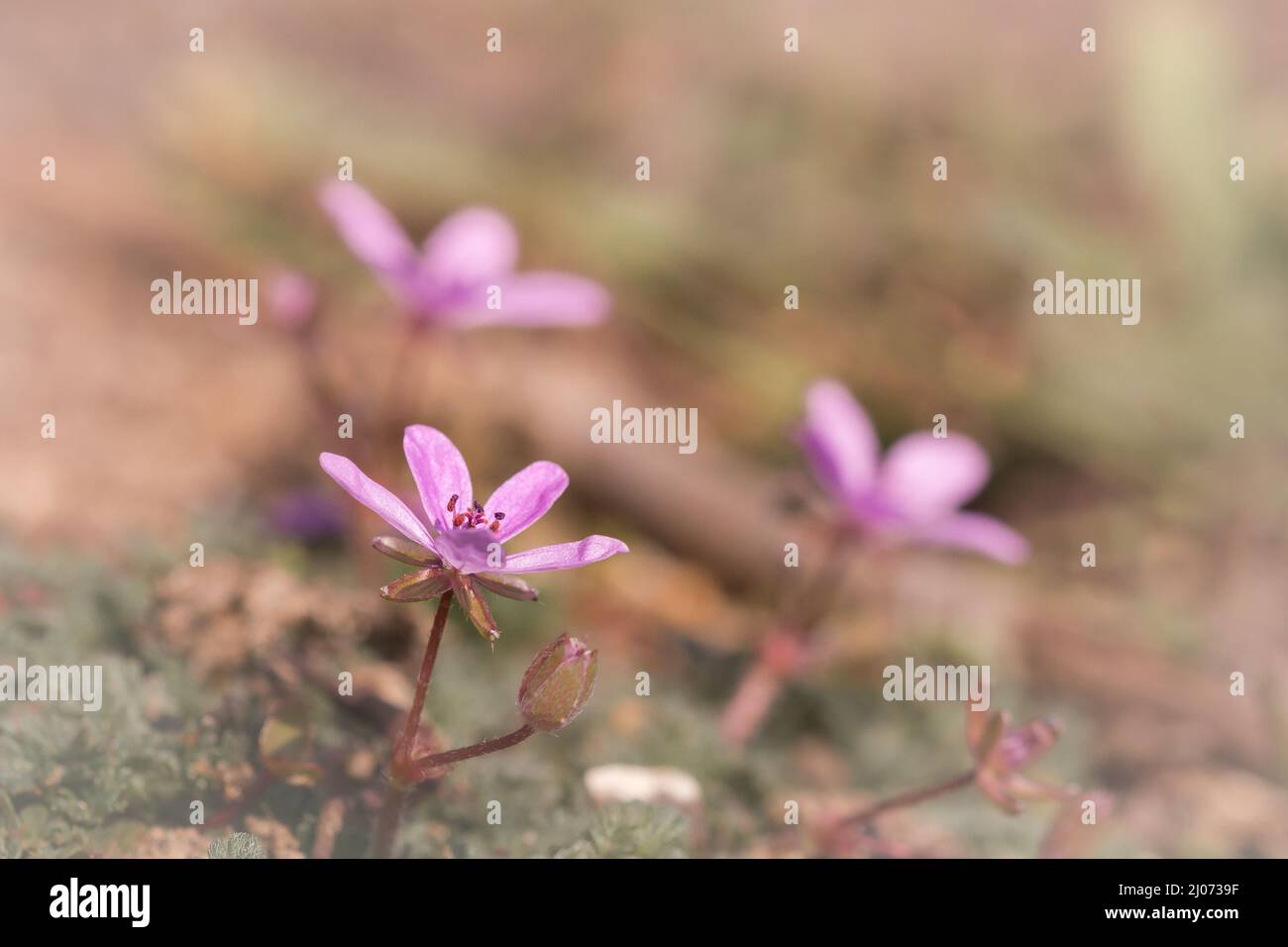 Un trio di fiori rosa dell'erba robert (Geranium robertianum) in un angolo inutilizzato di Lackford Lakes in Suffolk Foto Stock