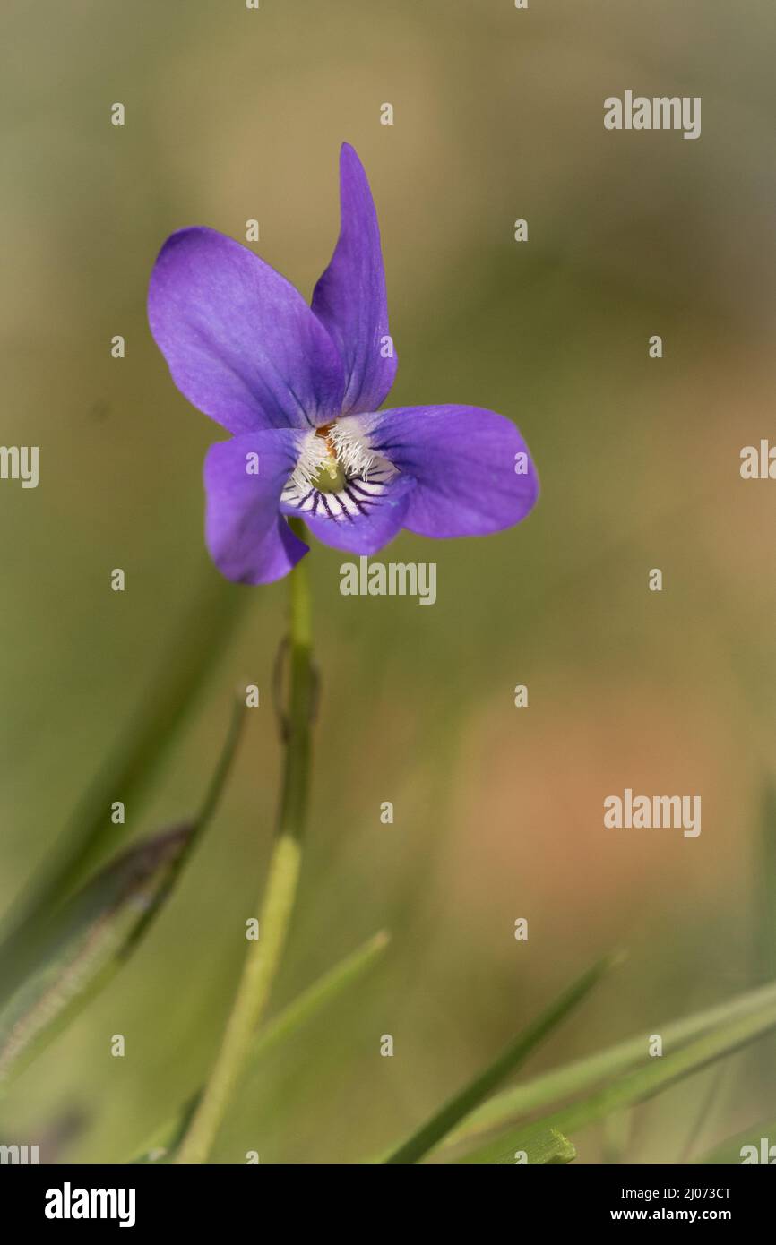 Nella prateria di Knettishall guarisce in Suffolk coltivare i piccoli fiori porpora del cane comune viola (Viola riviniana) Foto Stock