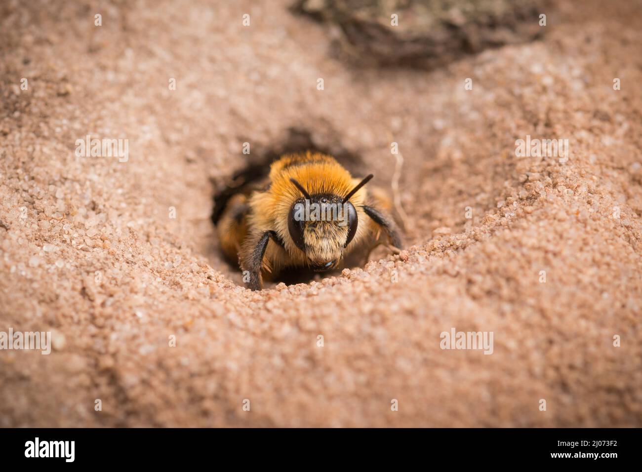 Un'ape pantaloon (Dasypoda hirtipes) emerge dal suo burrow appena scavato nella sabbia di Suffolk Foto Stock