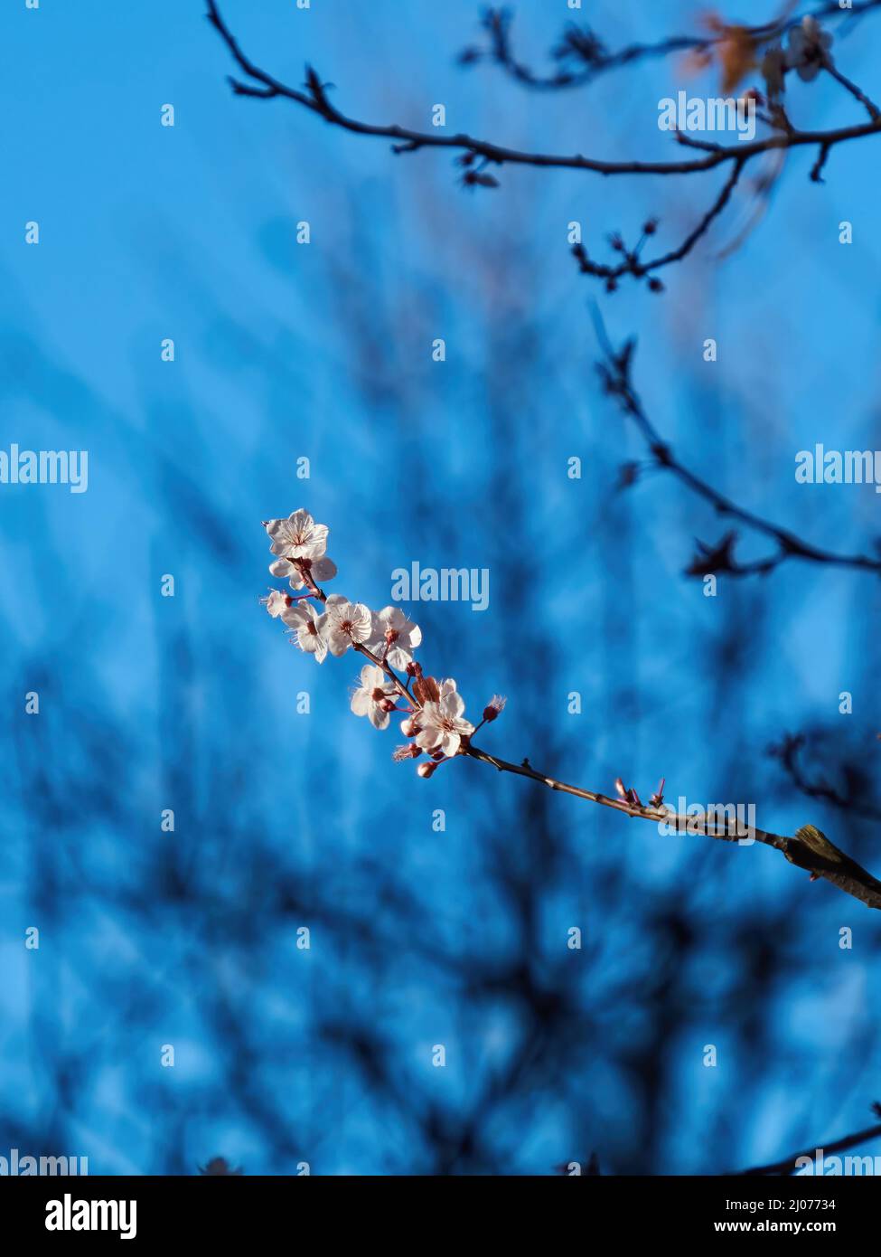 Fiore di ciliegio illuminato al sole su un cielo di primavera blu brillante, con rami sfocati e fiore come sfondo. Foto Stock