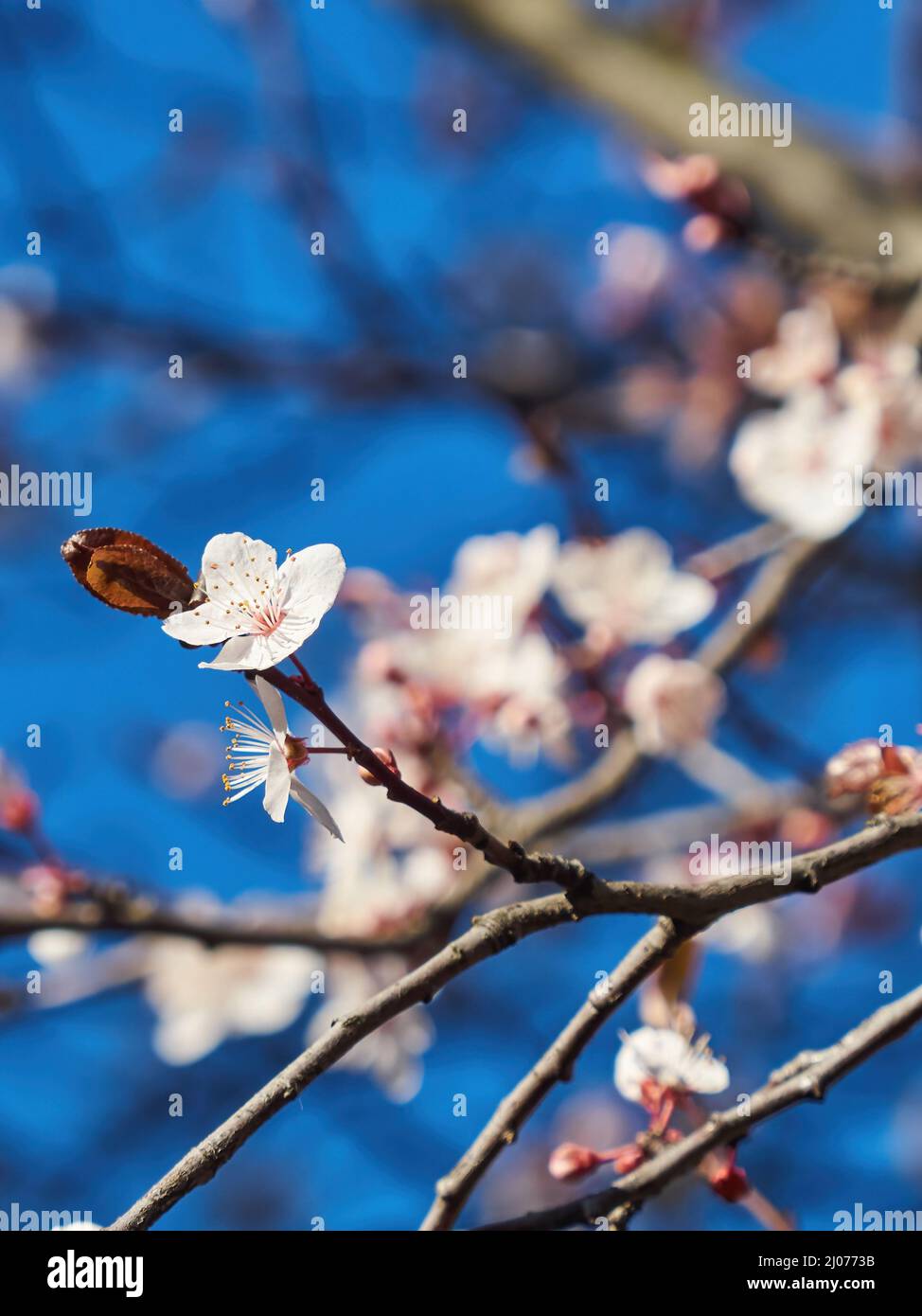Fiore di ciliegio illuminato al sole su un cielo di primavera blu brillante, con rami sfocati e fiore come sfondo. Foto Stock
