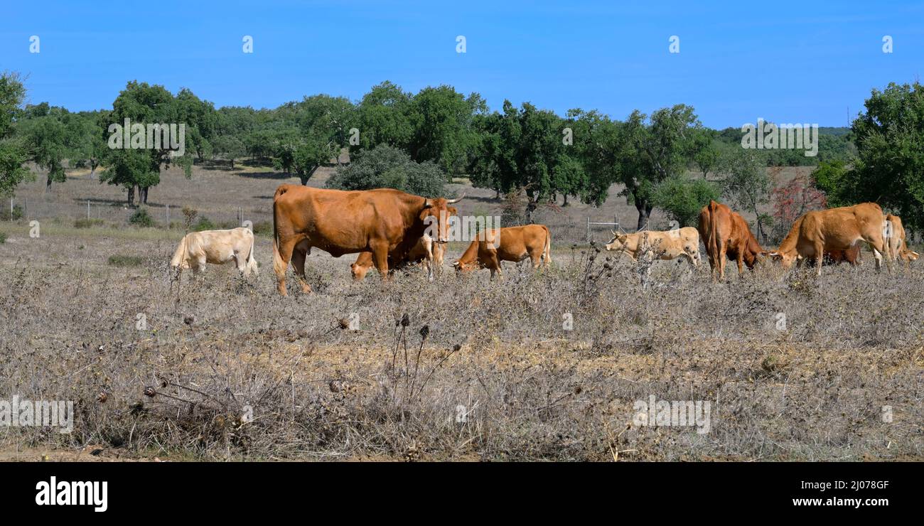 Mucche al pascolo in una prateria, Nossa Senhora de Guadalupe, Valverde, Evora, Alentejo, Portogallo Foto Stock