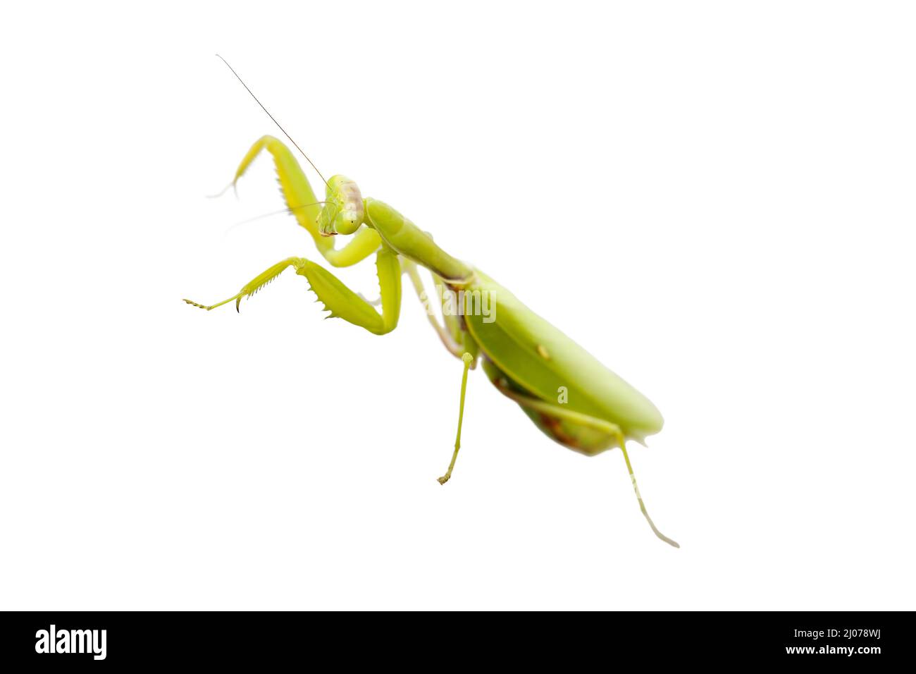 Femmina europea Mantis o pregando Mantis, Mantis religiosa, isolato su sfondo bianco. Fuoco selettivo e profondità di campo poco profonda Foto Stock