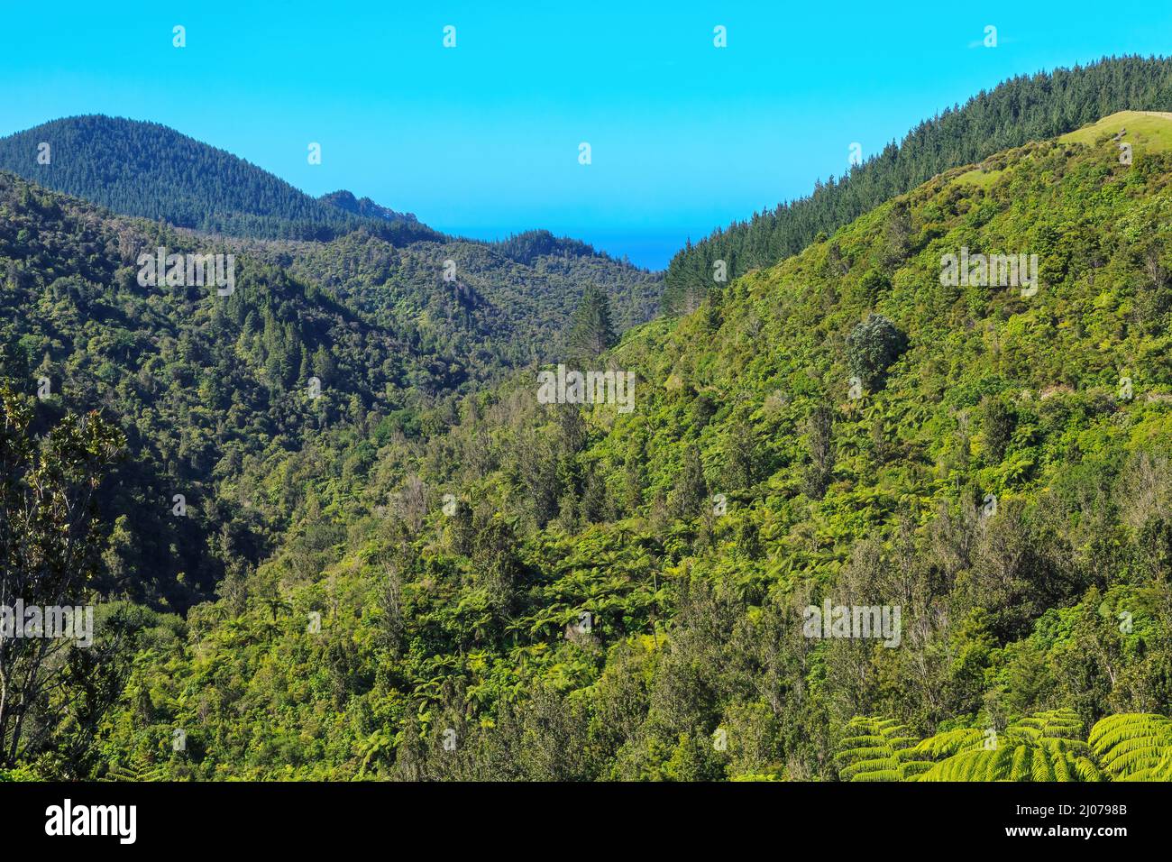 Colline boscose sulla penisola di Coromandel, Nuova Zelanda. La foresta nativa copre la maggior parte del paesaggio e una piantagione di pini è in alto a destra Foto Stock