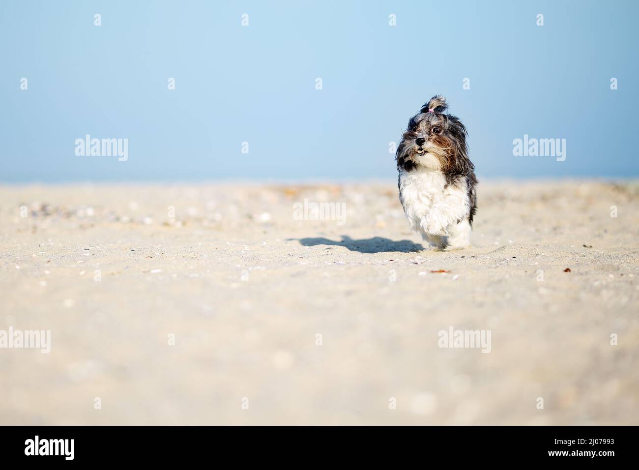 Adorabile, felice e divertente Bichon Havanese cane che corre sulla spiaggia con orecchie volanti e capelli in una luminosa giornata di sole. Profondità di campo poco profonda, spazio per Foto Stock