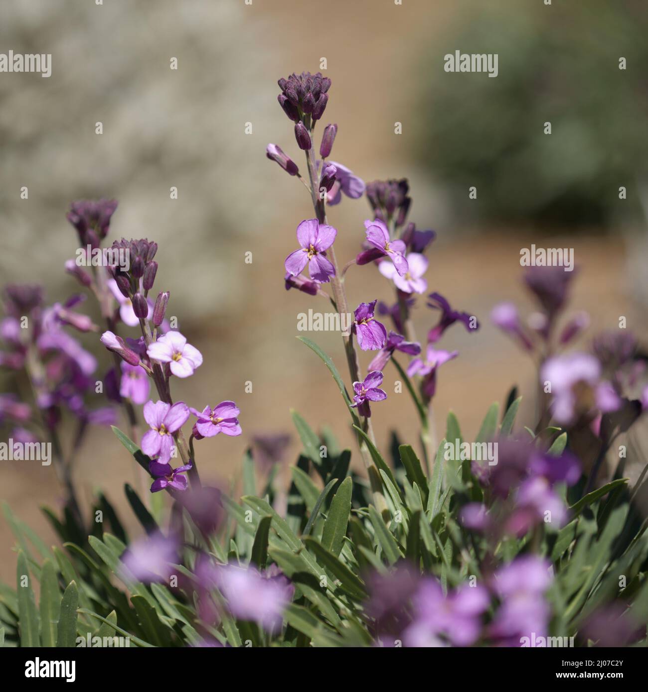 Flora di Gran Canaria - fiori lilla di pianta crocifera Erysimum albescens,  endemico dell'isola macro sfondo floreale naturale Foto stock - Alamy