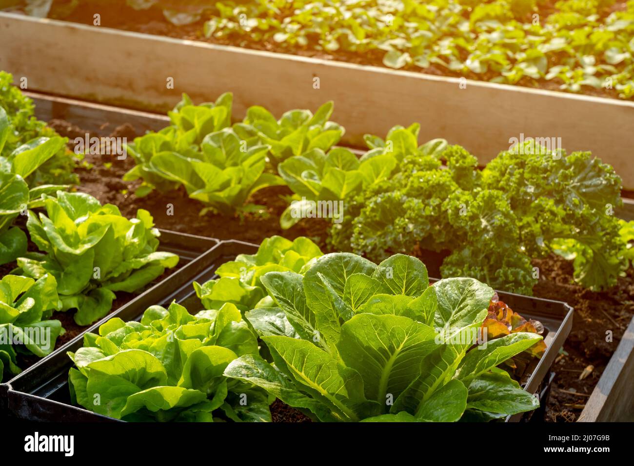 Coltivazione biologica di ortaggi idroponici fattoria con luce morbida. Coltivare ortaggi pianta agriculture.Organic cibo agricoltura, sano stile di vita alimentare da lontano Foto Stock