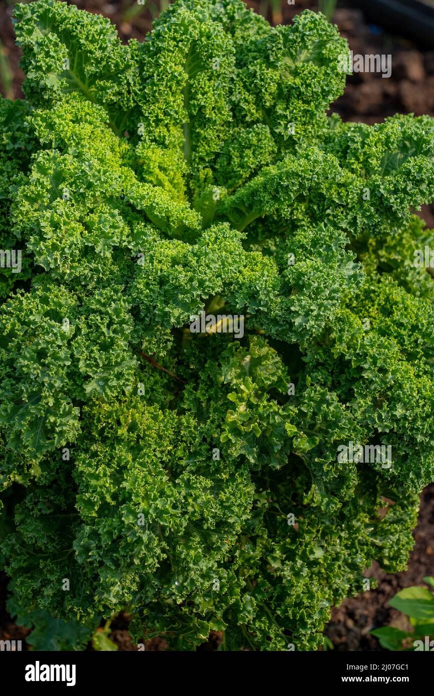 Coltivazione biologica di ortaggi idroponici fattoria con luce morbida. Coltivare ortaggi pianta agriculture.Organic cibo agricoltura, sano stile di vita alimentare da lontano Foto Stock