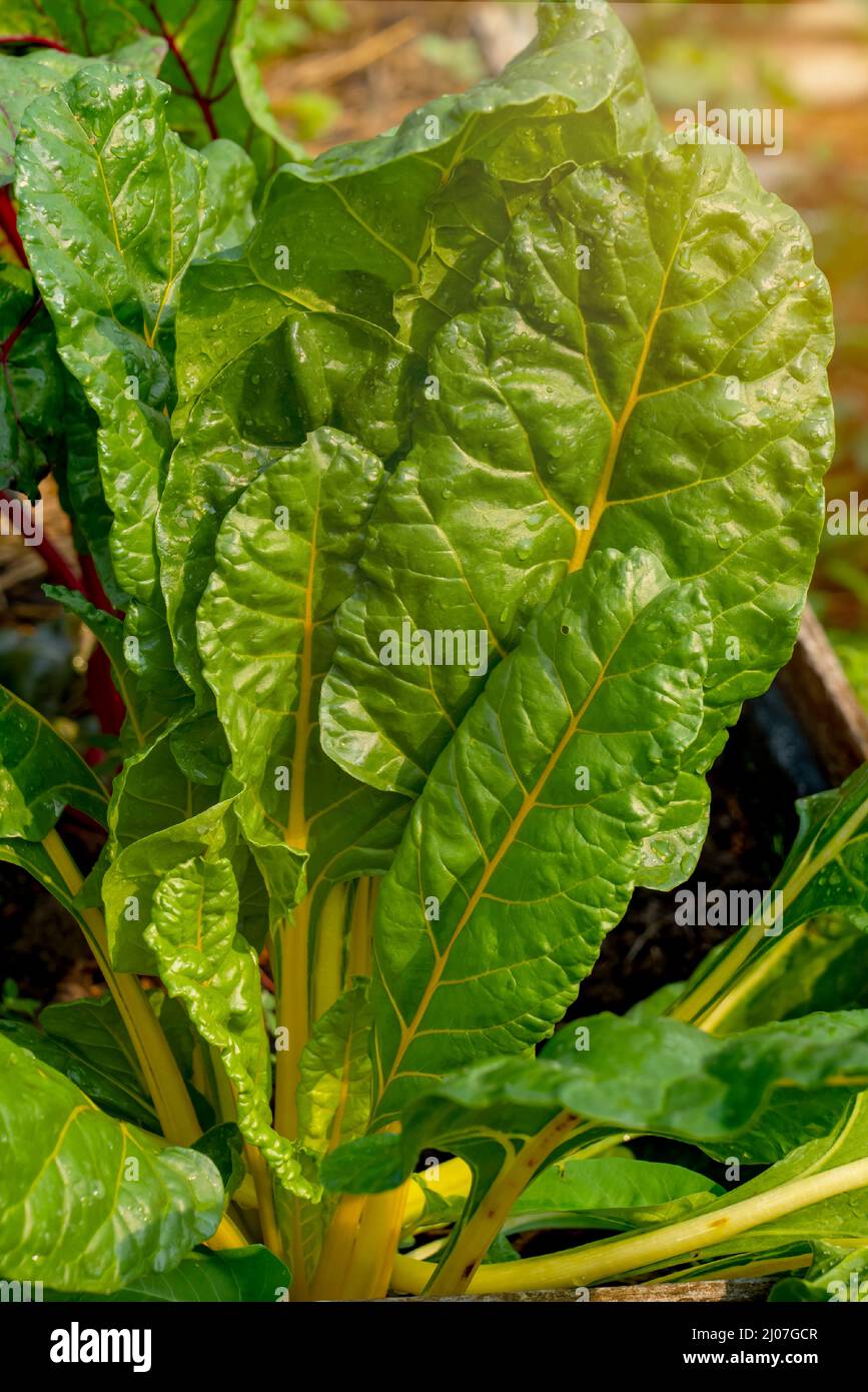 Coltivazione biologica di ortaggi idroponici fattoria con luce morbida. Coltivare ortaggi pianta agriculture.Organic cibo agricoltura, sano stile di vita alimentare da lontano Foto Stock