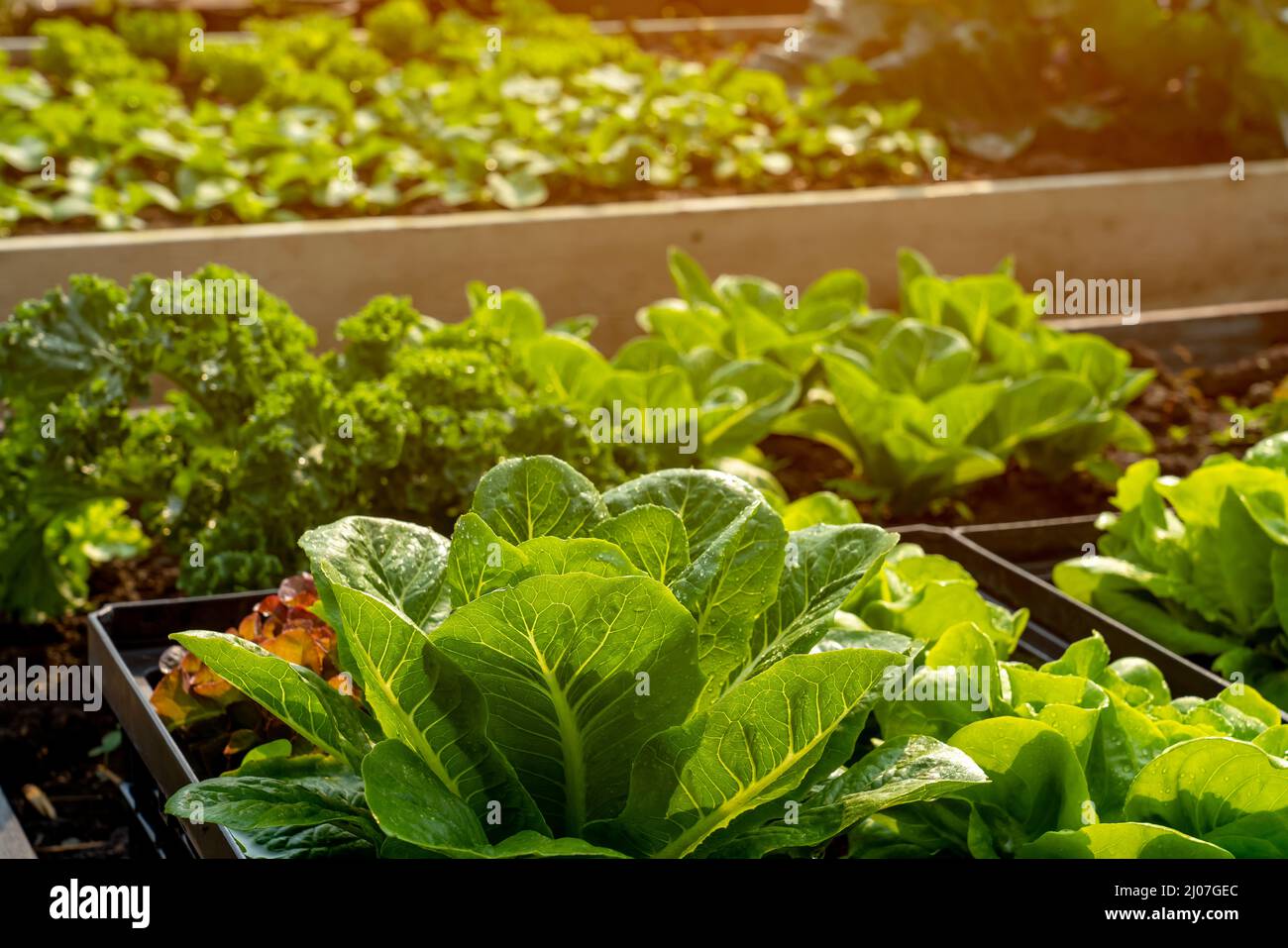 Coltivazione biologica di ortaggi idroponici fattoria con luce morbida. Coltivare ortaggi pianta agriculture.Organic cibo agricoltura, sano stile di vita alimentare da lontano Foto Stock