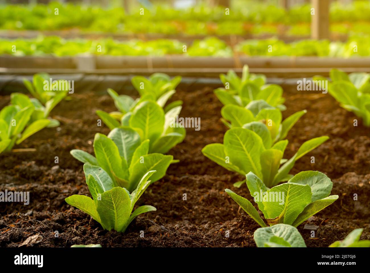 Coltivazione biologica di ortaggi idroponici fattoria con luce morbida. Coltivare ortaggi pianta agriculture.Organic cibo agricoltura, sano stile di vita alimentare da lontano Foto Stock