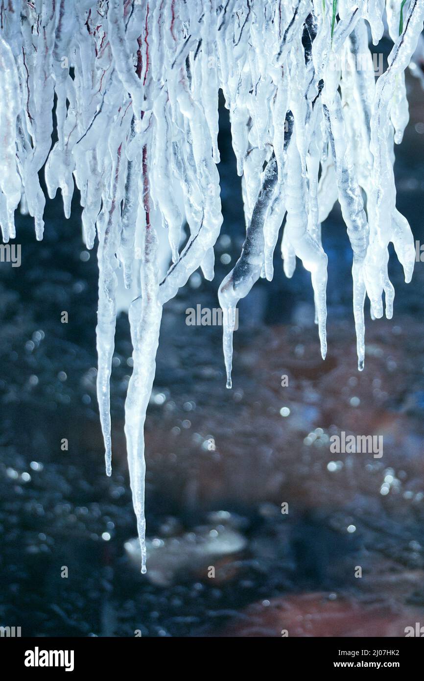 Primo piano di radici ricoperte di ghiaccio trasparente e ghiacciate in inverno Foto Stock