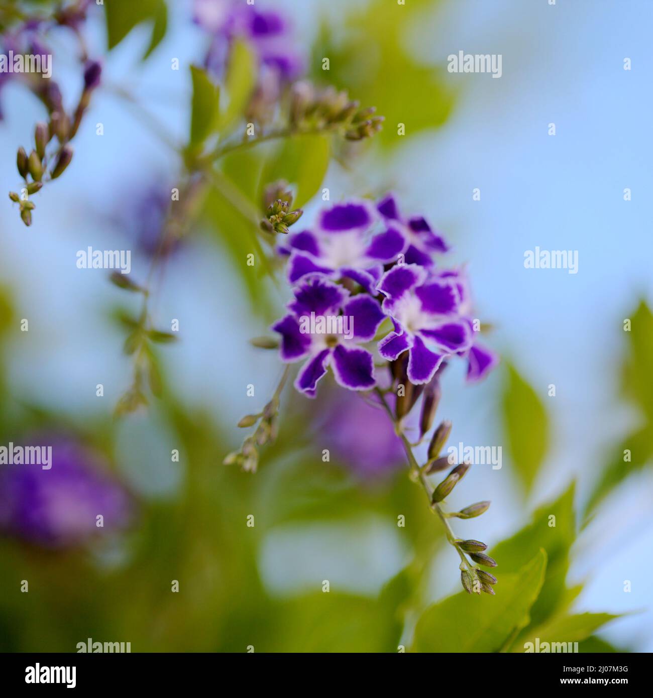 Fioritura blu Duranta erecta, lucernario, sfondo naturale macro floreale Foto Stock