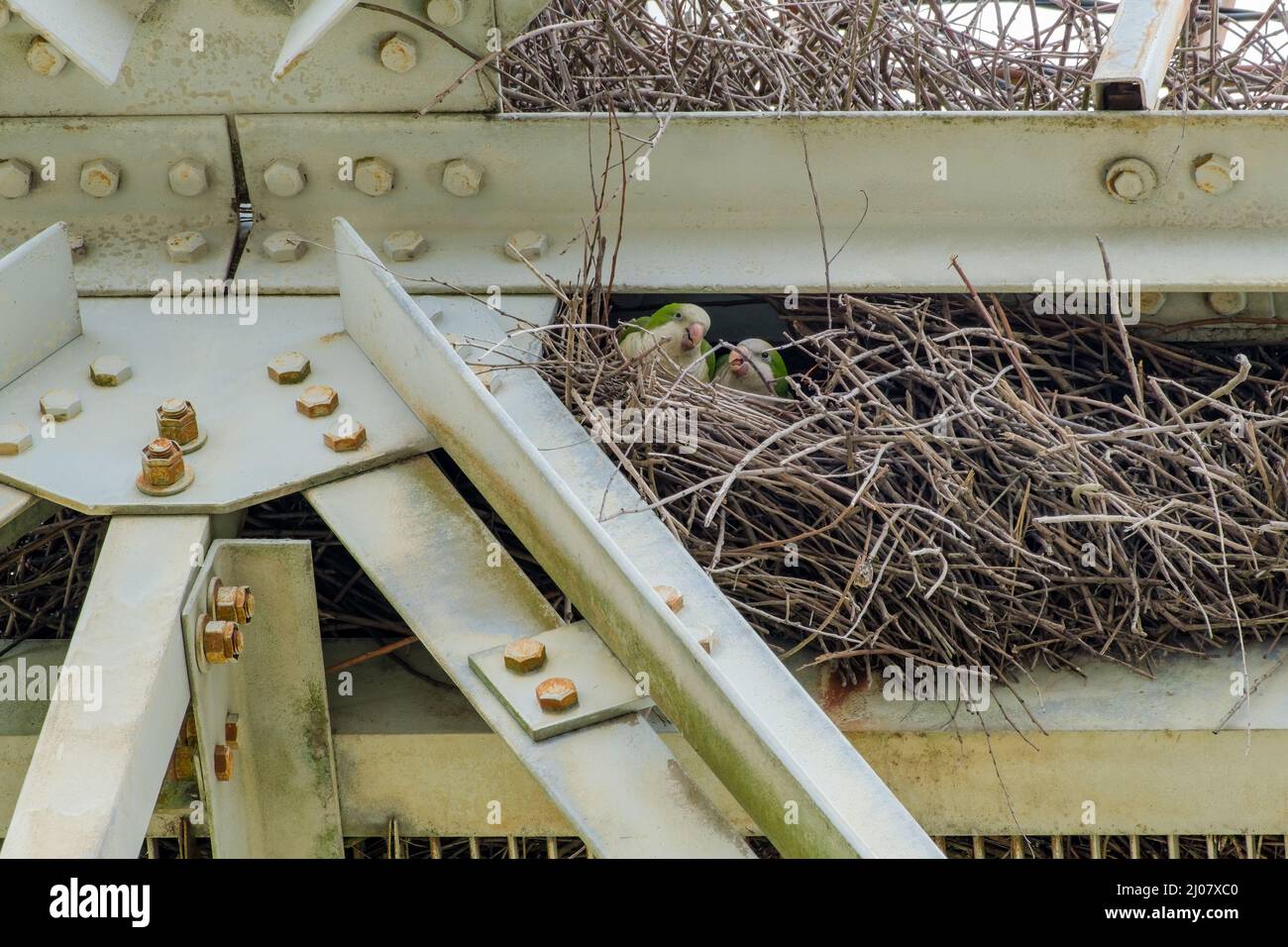 Coppia di paraketi monaci in un nido tra le travi in acciaio di una torre di trasmissione a New Orleans, LA, USA Foto Stock