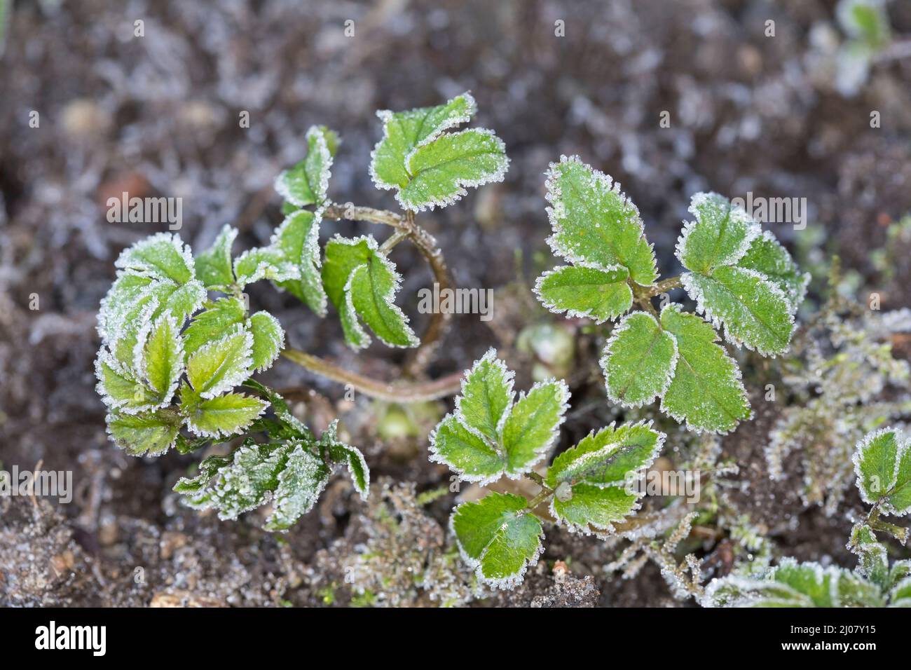 Gewöhnlicher Giersch, Giersch, Geißfuß, Aegopodium podagraria, massa sambuco, herb gerard, vescovo di erbaccia, goutweed, gotta wort, neve-nel-montagna, en Foto Stock