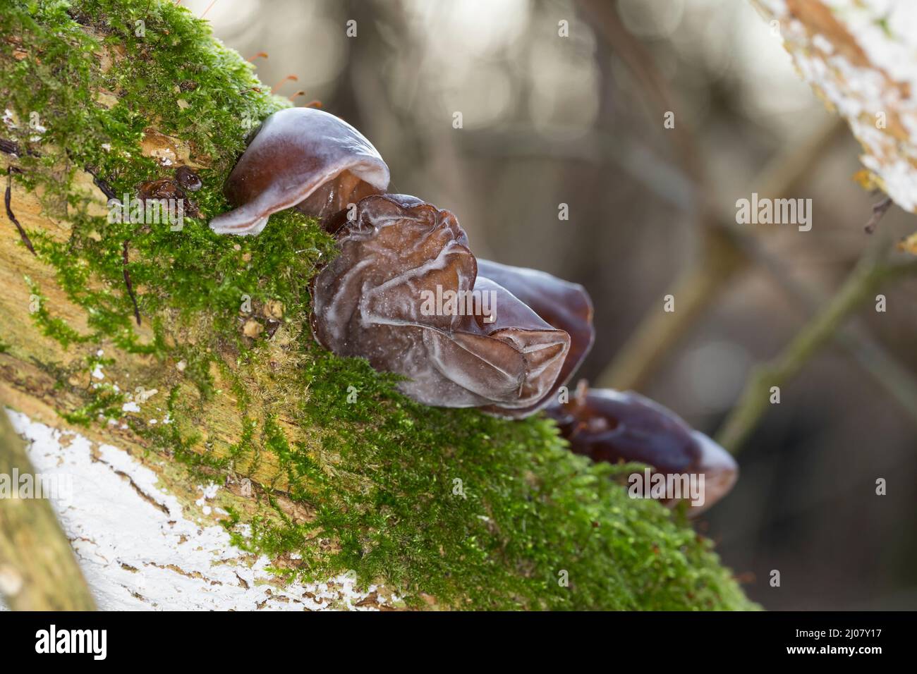 Judasohr, Ohrlappenpilz, Holunderschwamm, Judas-Ohr, Ohrlappen-Pilz, Holunder-Schwamm, Holunderpilz, Mu-Err, Auricularia padiglione auricolare-judae, Hirneola auri Foto Stock