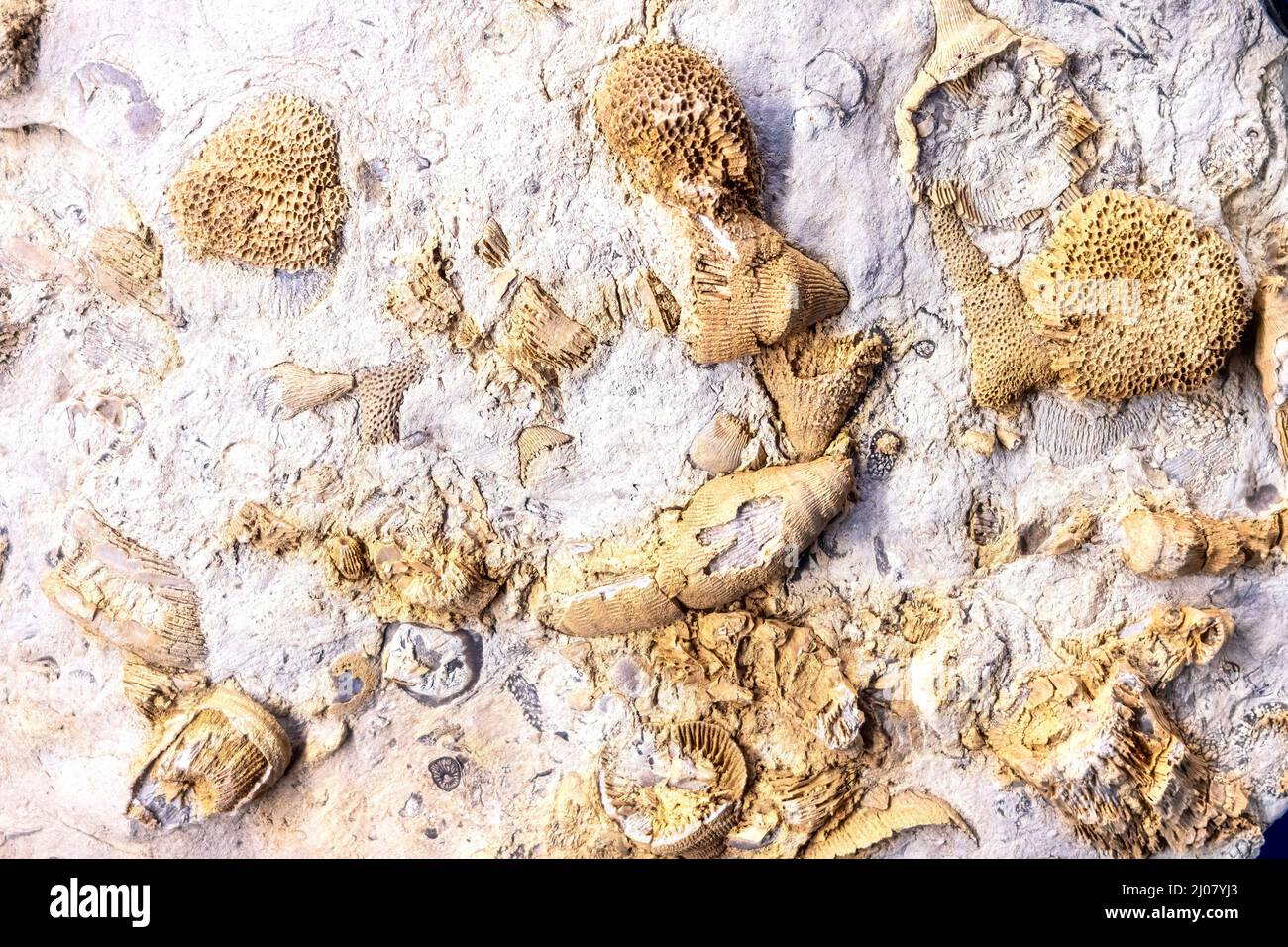 Gruppo di fossili diversi dal clima tropicale visto nella Dawn of Life Gallery al Royal Ontario Museum (ROM). Foto Stock