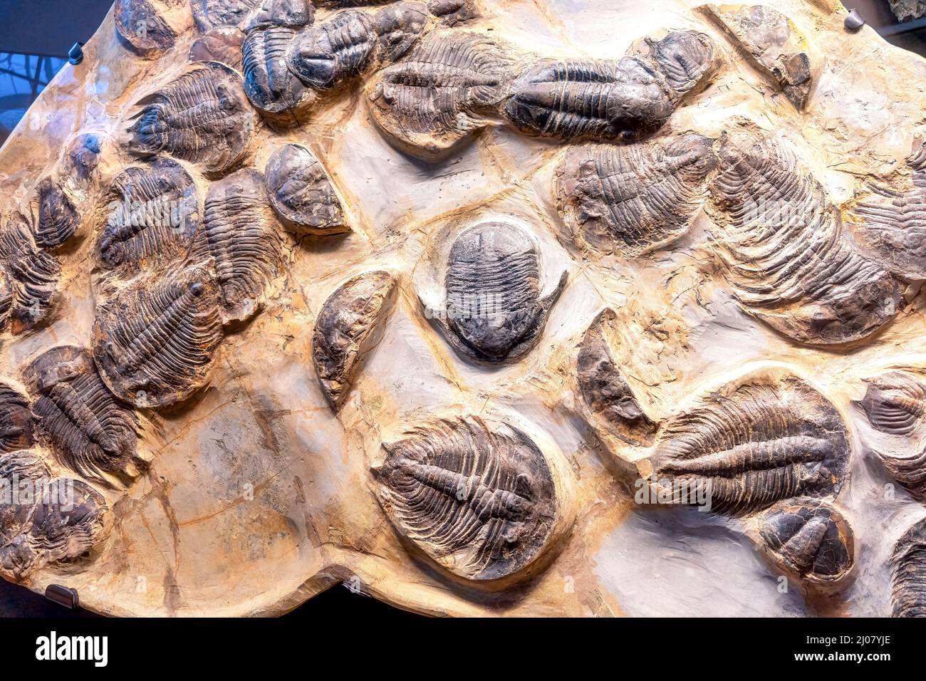 Gruppo di fossili trilobiti visti nella Dawn of Life Gallery al Royal Ontario Museum (ROM). Foto Stock