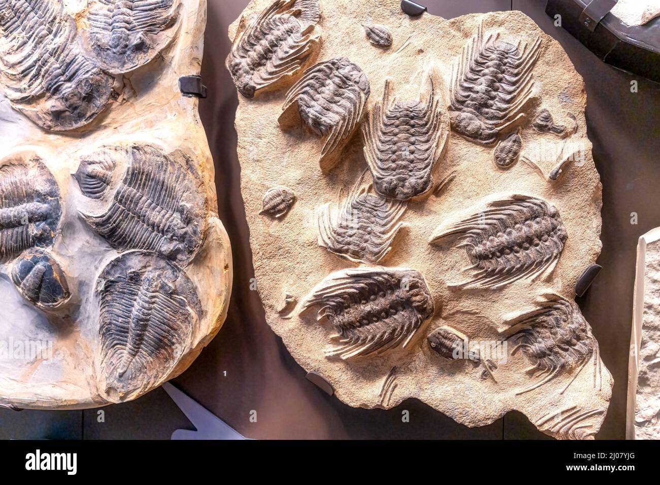 Gruppo di fossili trilobiti visti nella Dawn of Life Gallery al Royal Ontario Museum (ROM). Foto Stock