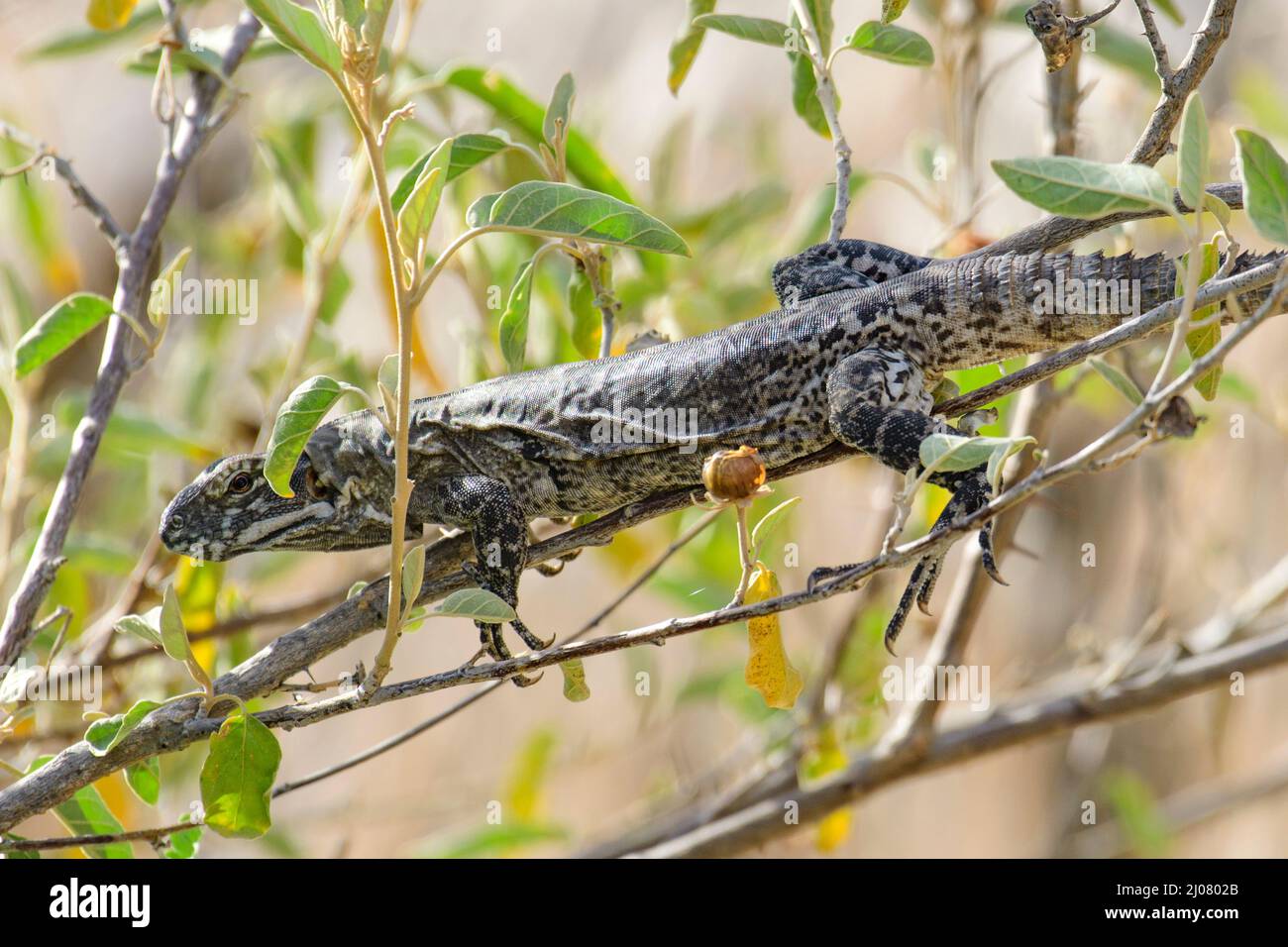 Messico, Baja California sur, El Sargento, Rancho sur, Ctenosaura hemilopha, Baja California iguana a coda di rondine Foto Stock