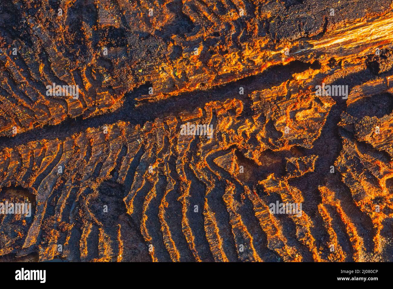 Tracce di abete rosso europeo beetle su una corteccia di albero Foto Stock