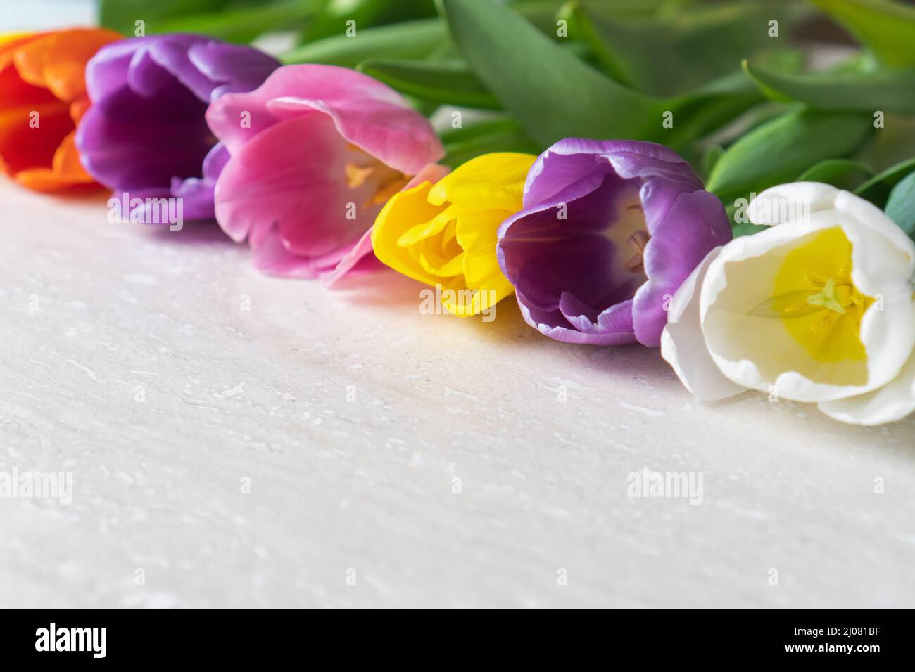 Viola brillante giallo arancio e tulipani bianchi fiori su sfondo grigio testurizzato. Messa a fuoco selettiva Foto Stock