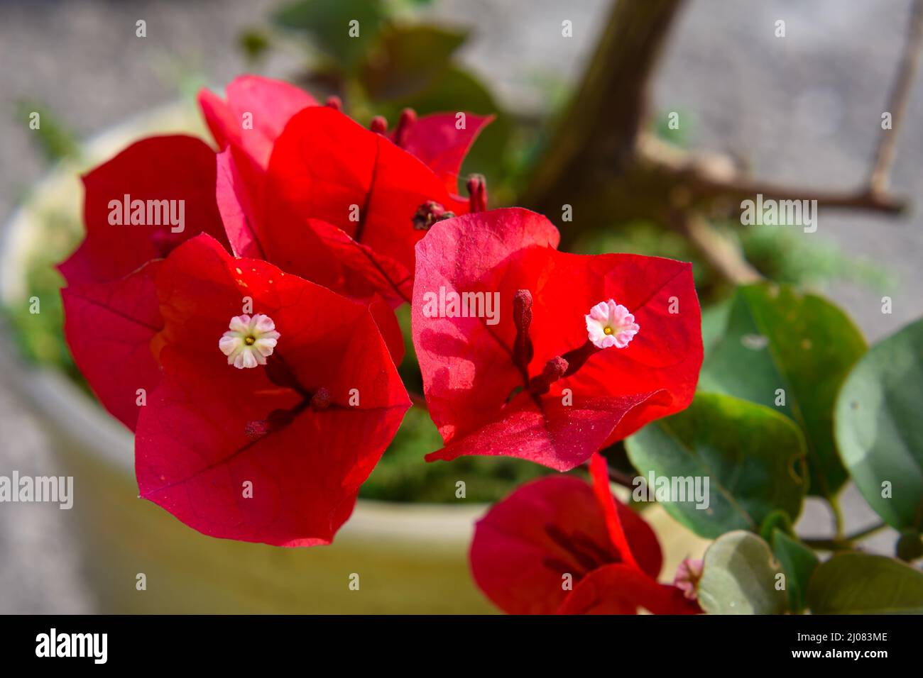 Bougainvillea glabra è a volte chiamato 'fiore di carta' perché i suoi bratti sono sottili e di carta. Arbusto da arrampicata vigoroso Evergreen con steli spinosi Foto Stock